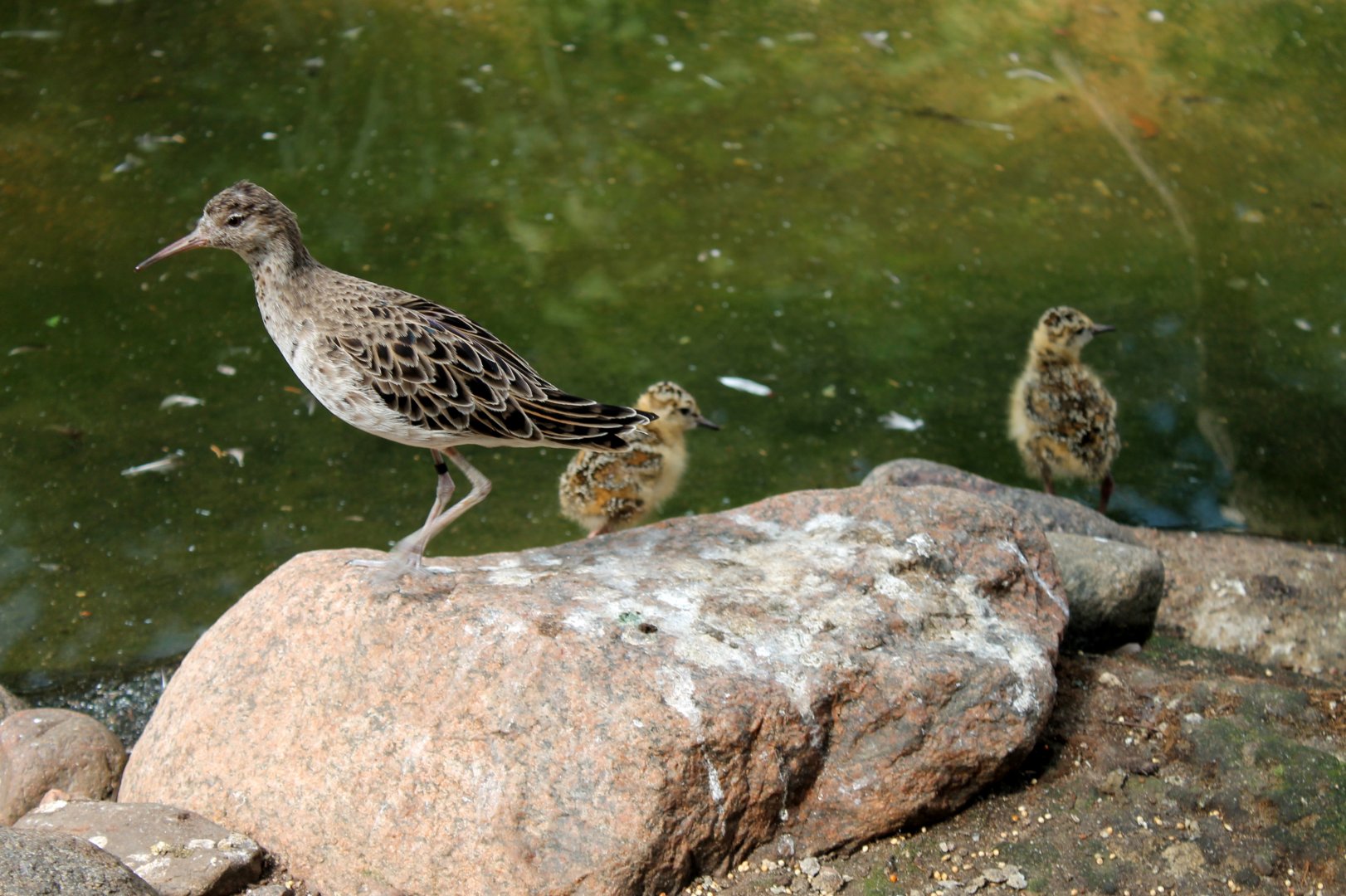 Ruff and Chicks
