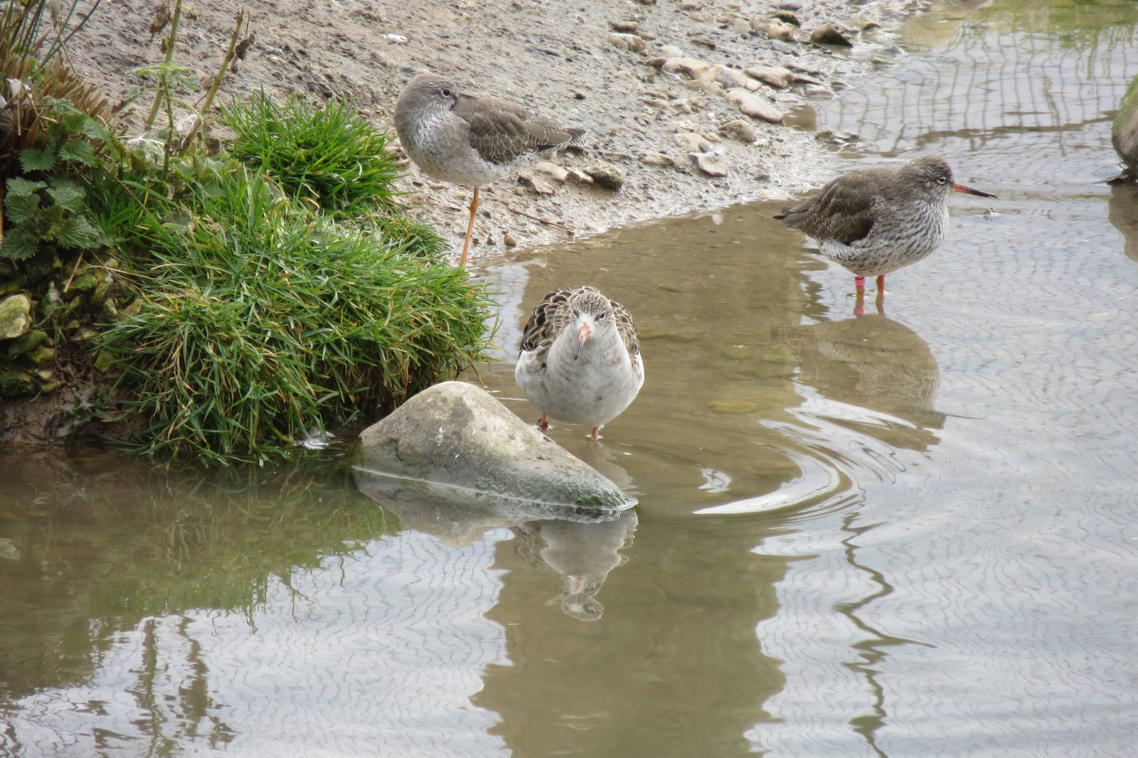 Ruff and Redshanks 050316