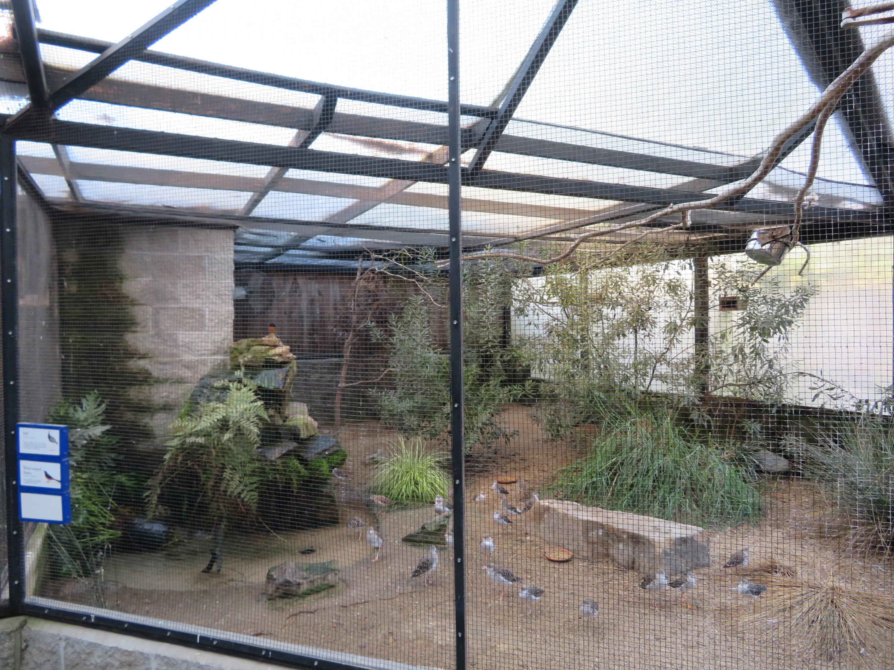 Ruff and White-rumped Shama Enclosure