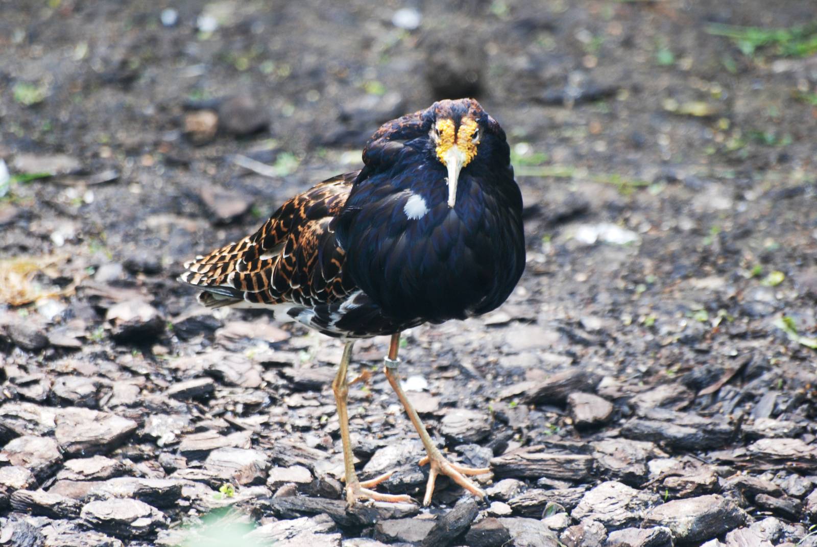 Ruff at Santillana del Mar, 13/06/15
