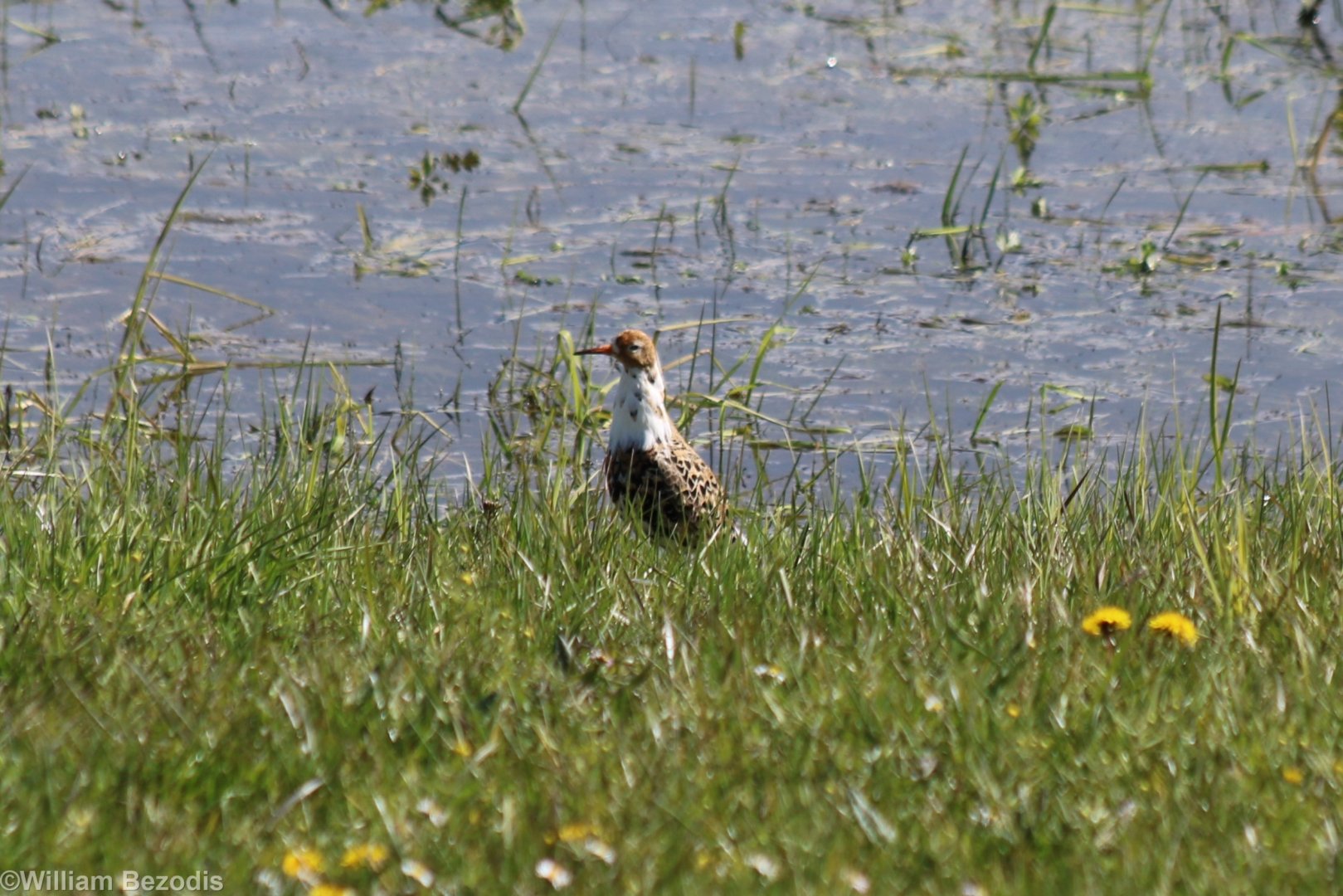 Ruff - Beibrza National Park