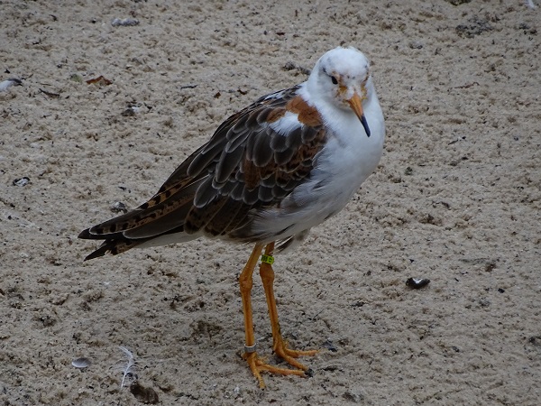 Ruff (Calidris pugnax) (07/22)