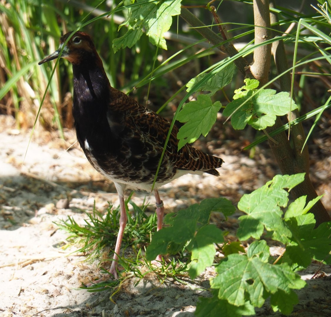 Ruff (Calidris pugnax), 2019-04-20