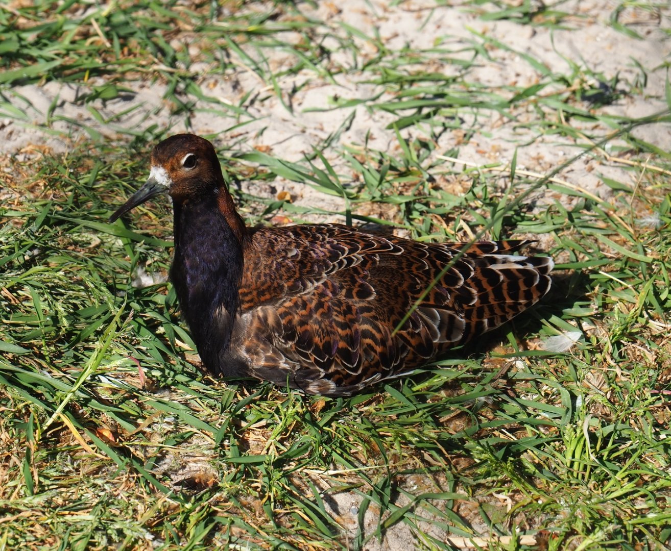 Ruff (Calidris pugnax), 2019-04-20