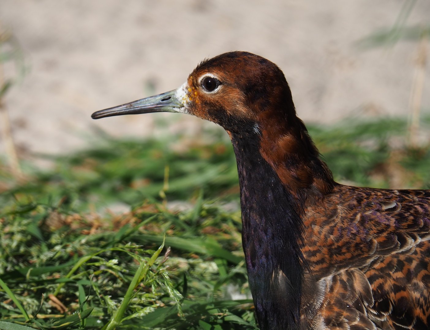 Ruff (Calidris pugnax), 2019-04-20
