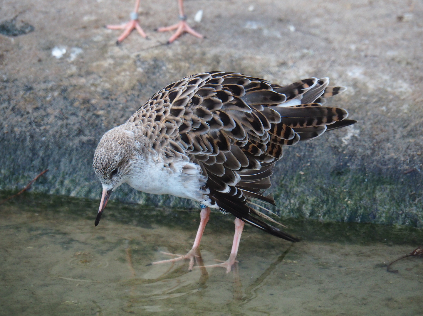 Ruff (Calidris pugnax), 2019-12-30