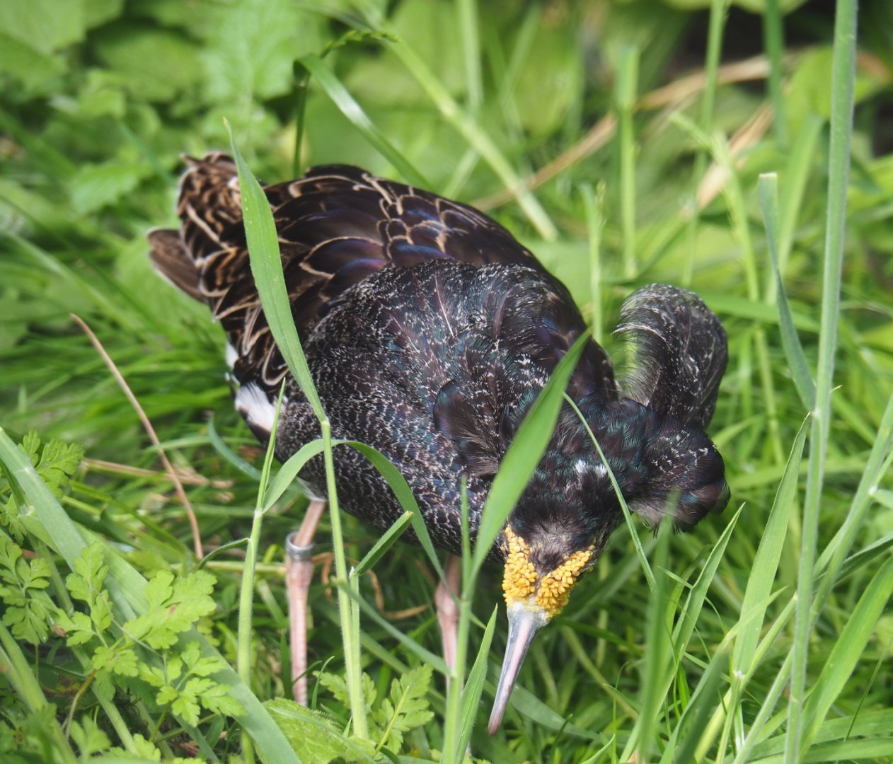 Ruff (Calidris pugnax), 2020-05-24