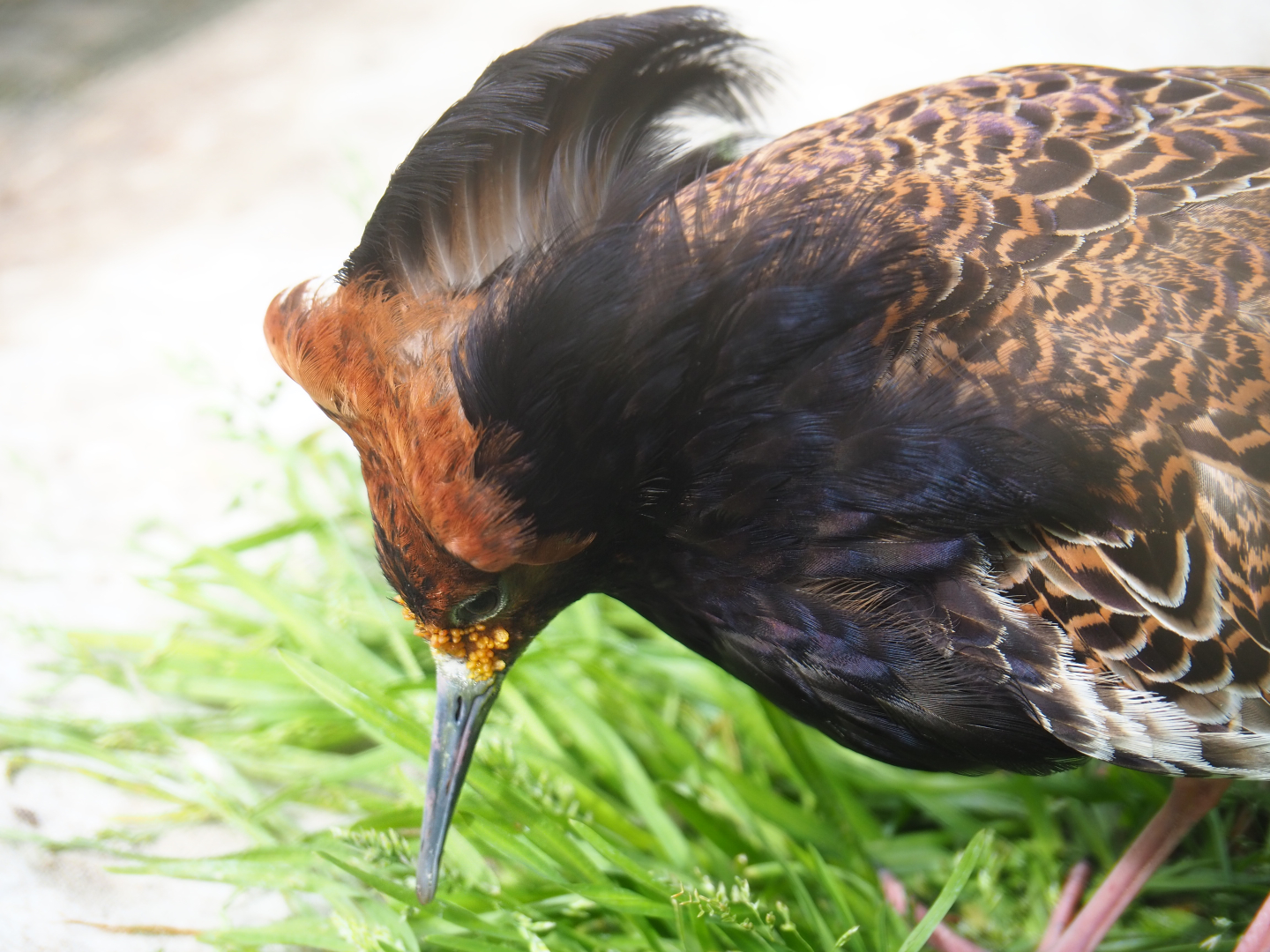 Ruff (Calidris pugnax), 2020-05-24