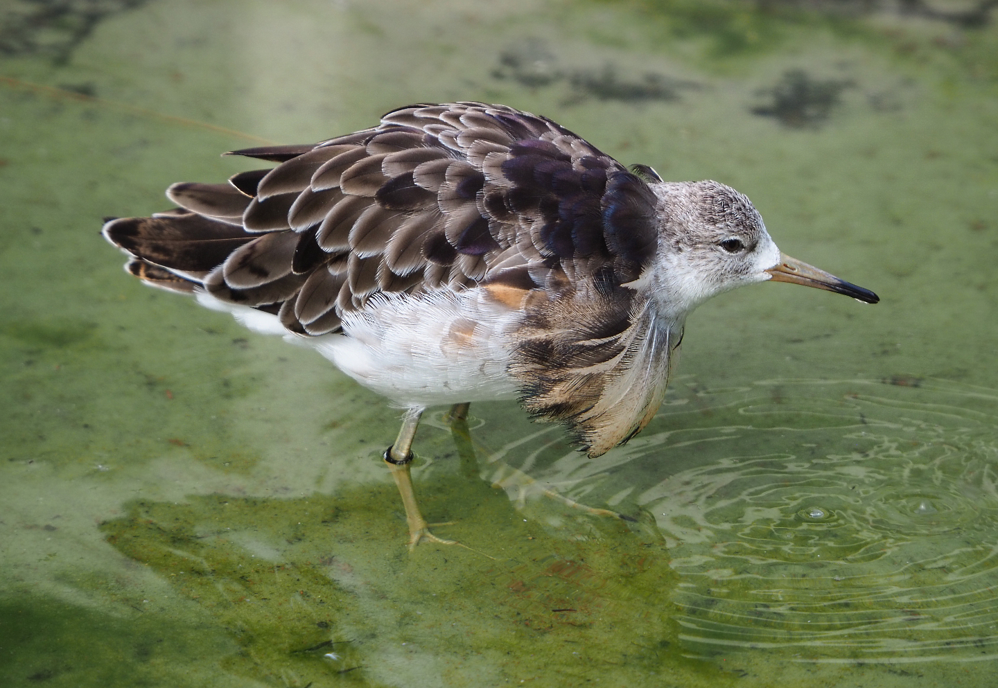 Ruff (Calidris pugnax), 2020-06-28