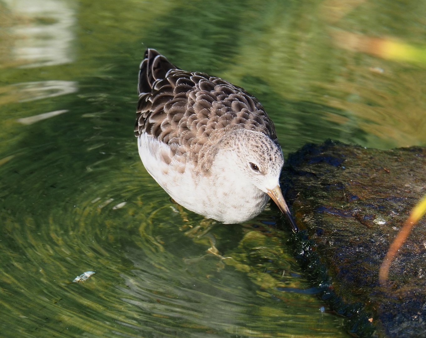 Ruff (Calidris pugnax), 2020-09-20