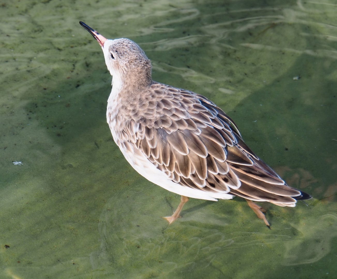 Ruff (Calidris pugnax), 2020-09-20