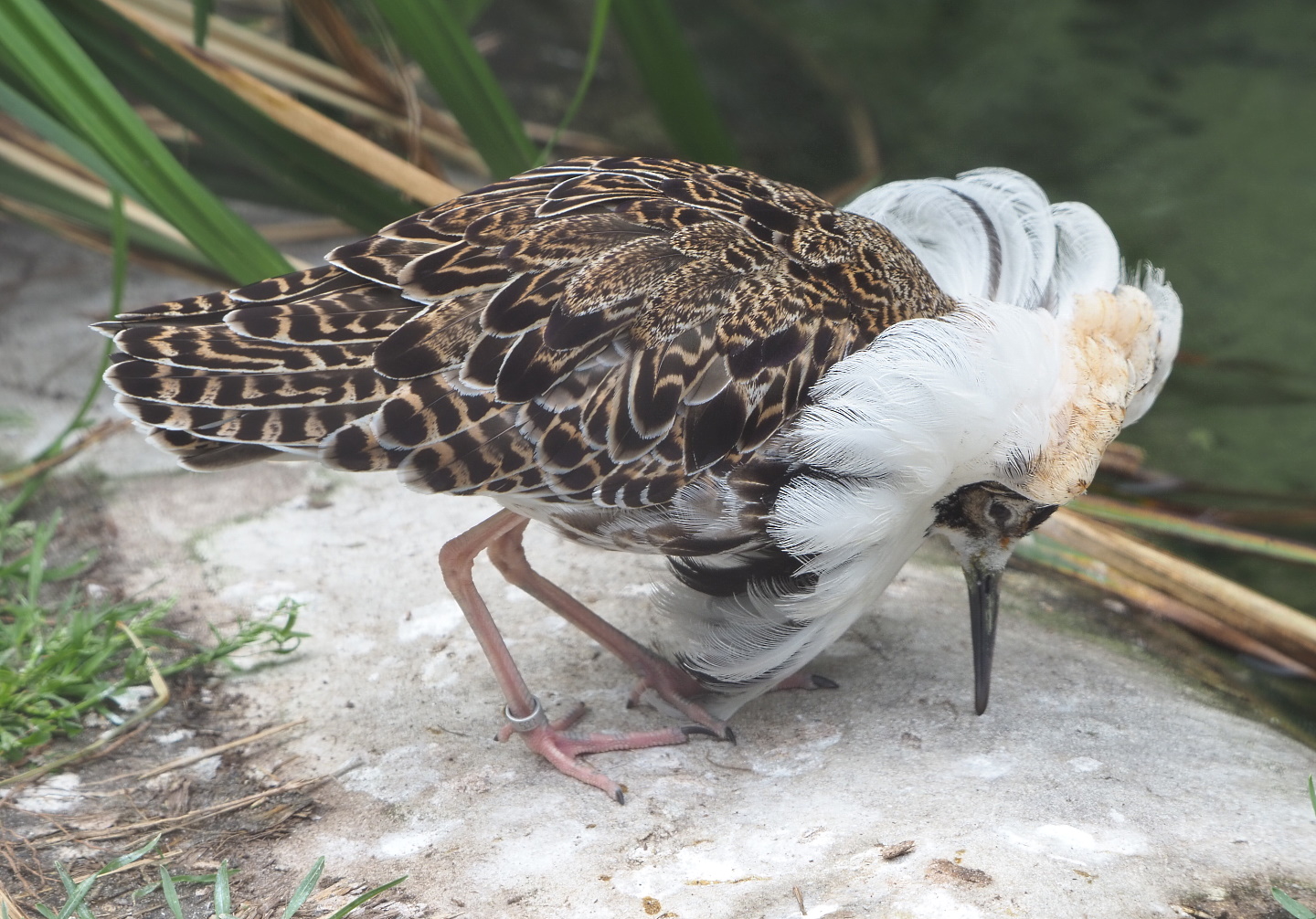 Ruff (Calidris pugnax), 2021-06-12