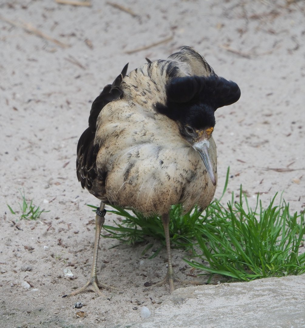 Ruff (Calidris pugnax), 2021-06-12