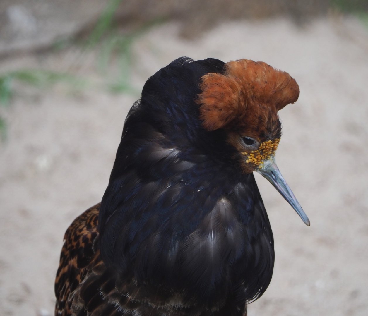 Ruff (Calidris pugnax), 2021-06-12