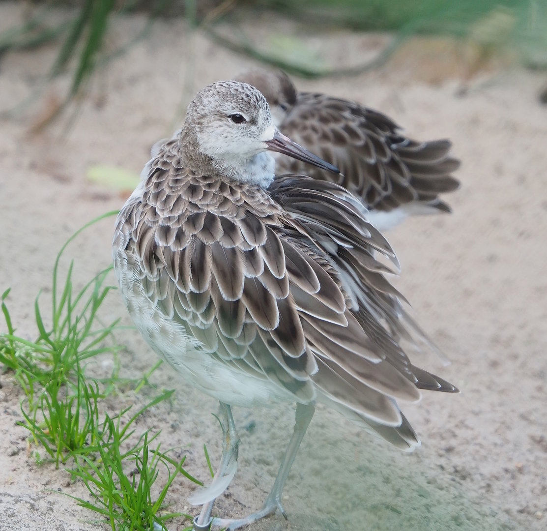 Ruff (Calidris pugnax), 2022-10-29