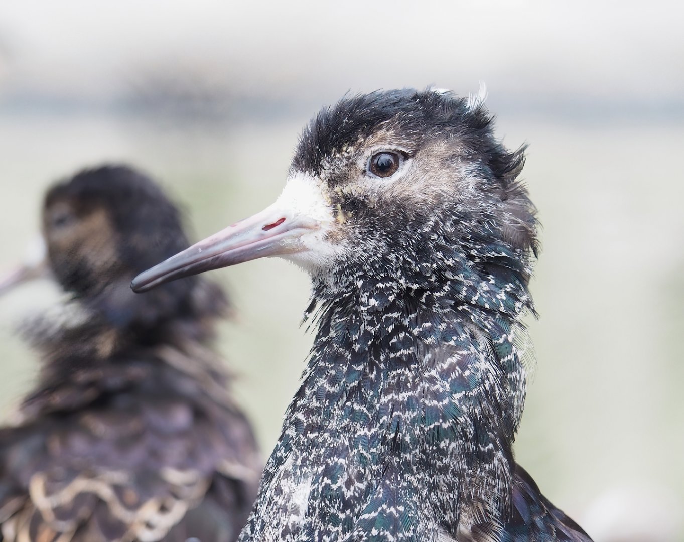 Ruff (Calidris pugnax), 2023-04-08