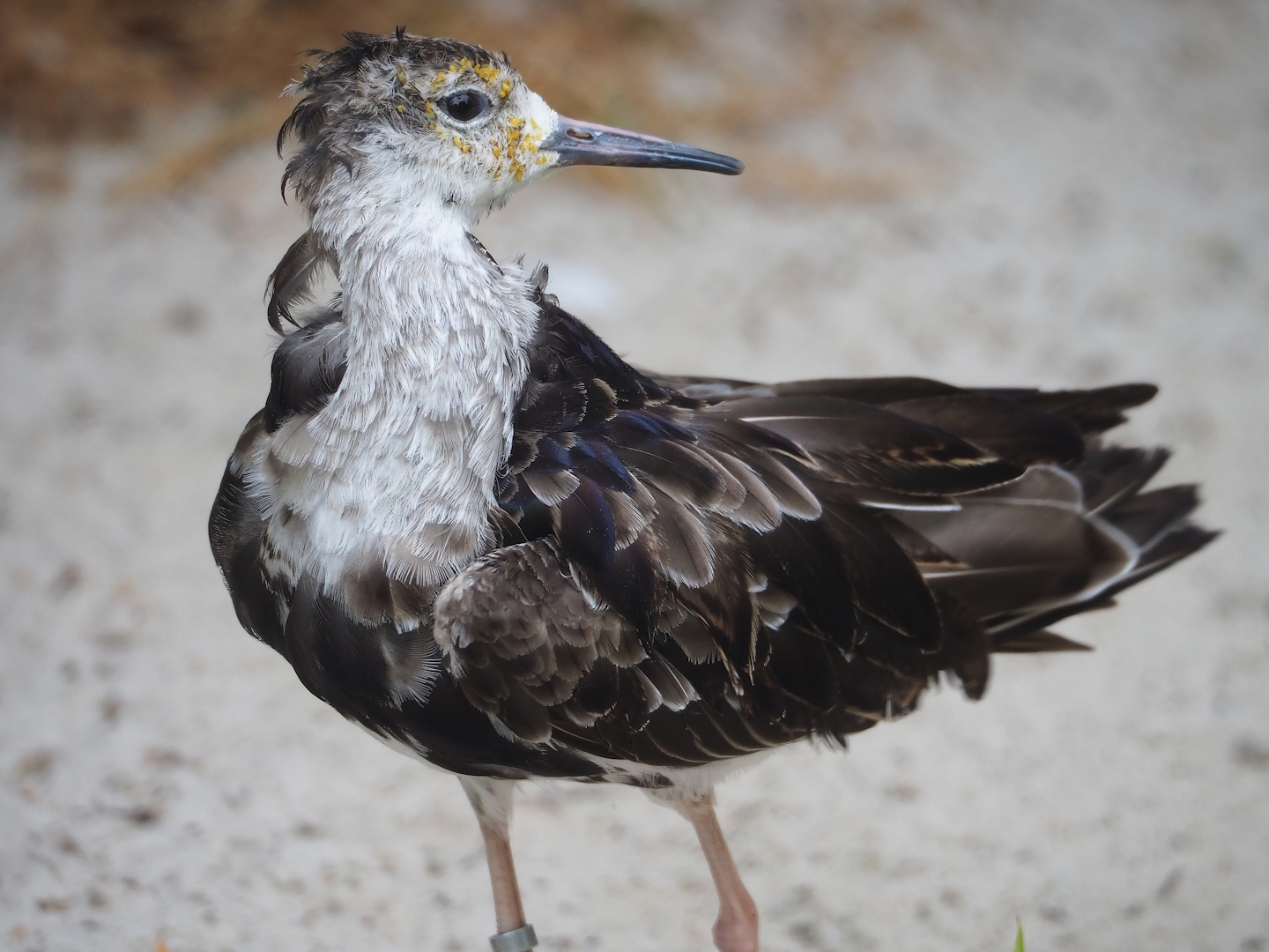 Ruff (Calidris pugnax), 2023-07-02
