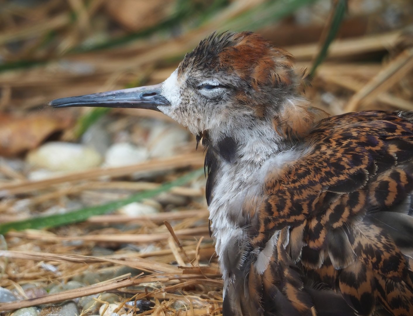 Ruff (Calidris pugnax), 2023-07-02