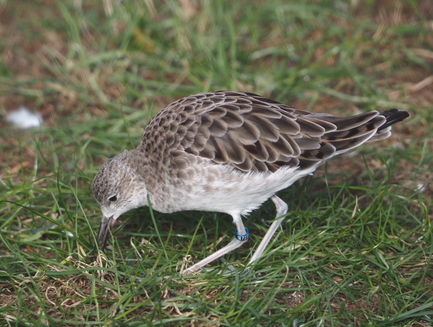 Ruff (Calidris pugnax), 2024-03-09