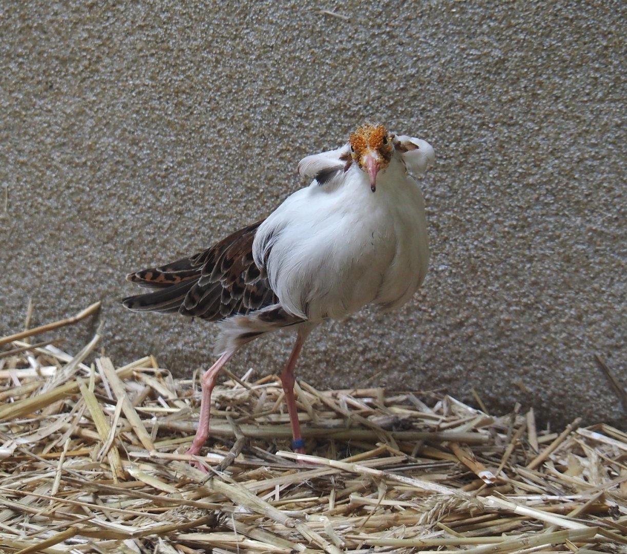 Ruff (Calidris pugnax), 2025-05-22