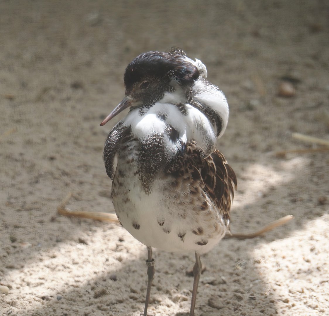Ruff (Calidris pugnax), 2025-05-22