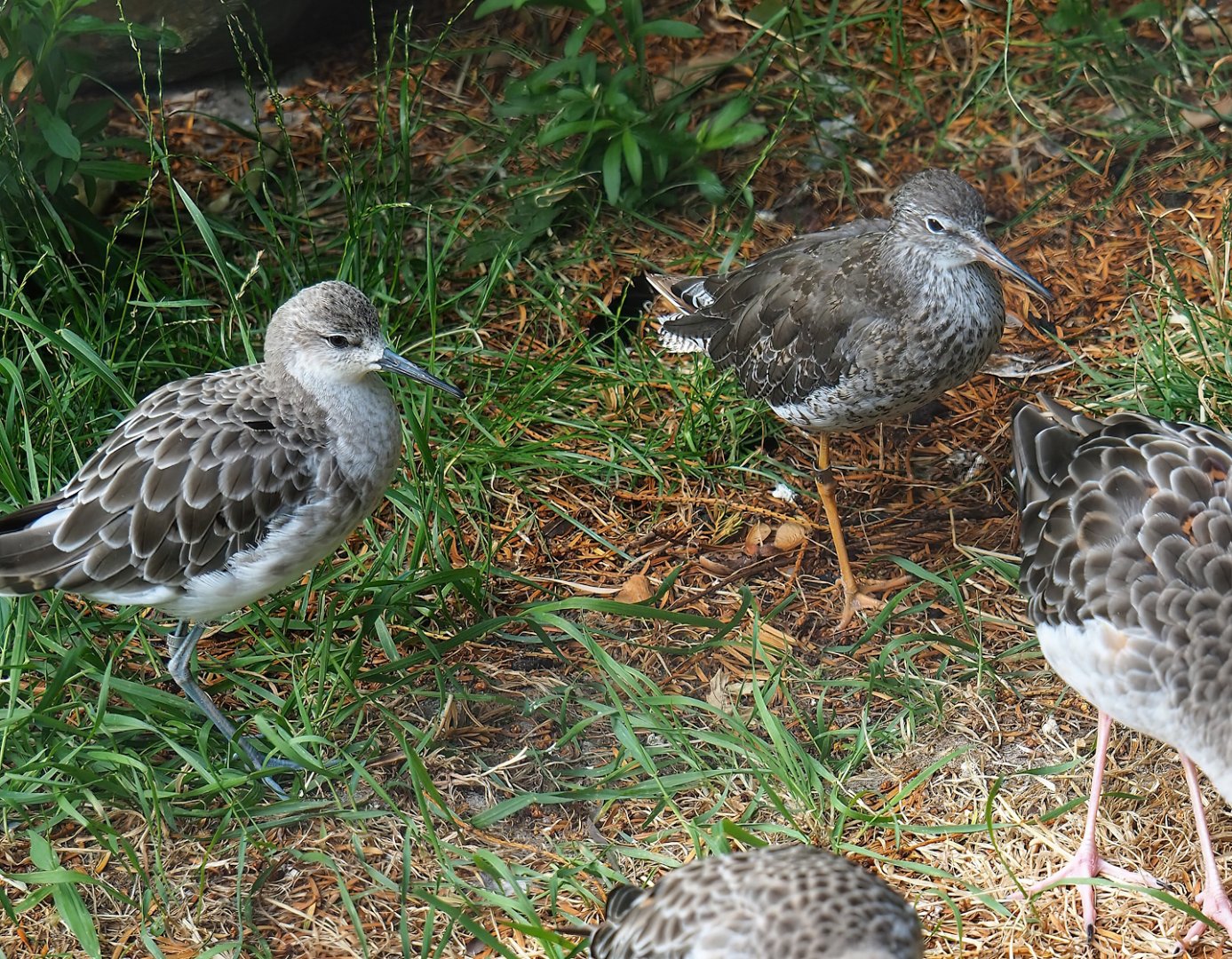 Ruff (Calidris pugnax) and Common redshank (Tringa totanus), 2023-07-22