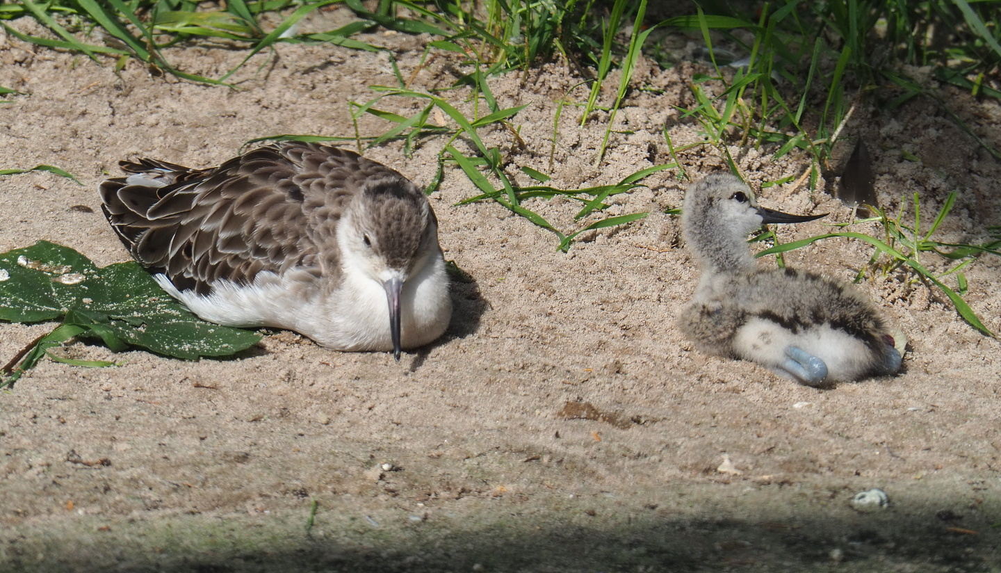 Ruff (Calidris pugnax) and Pied avocet chick (Recurvirostra avosetta), 2021-07-17