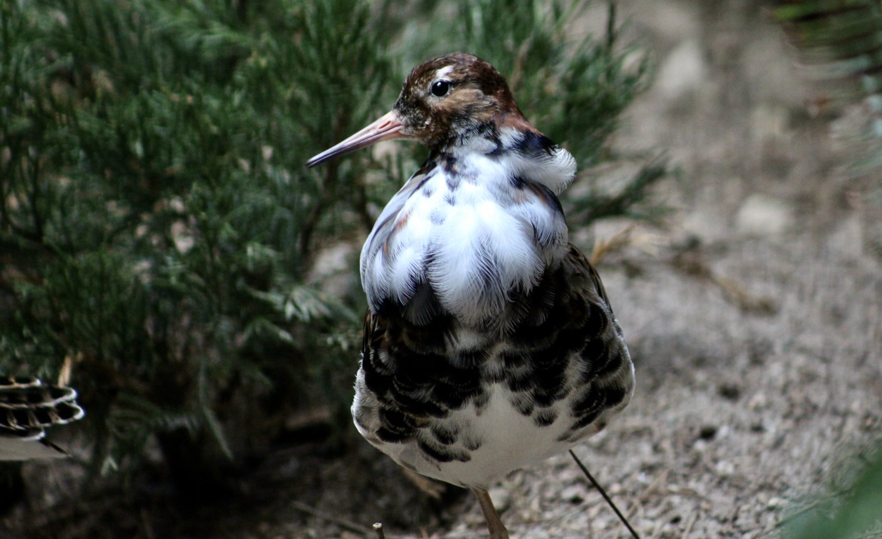 Ruff (Calidris pugnax) male