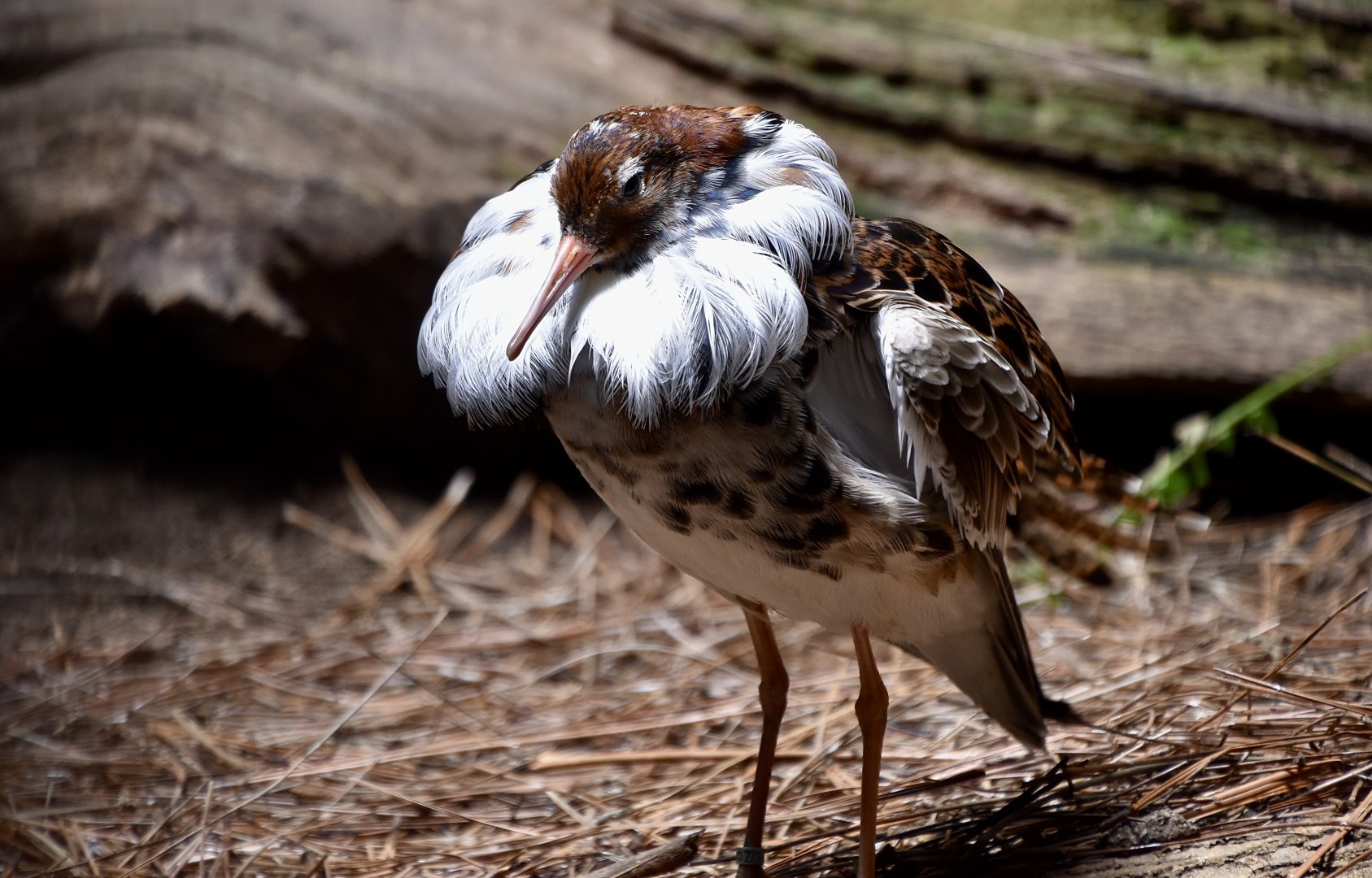 Ruff (Calidris pugnax) satellite male