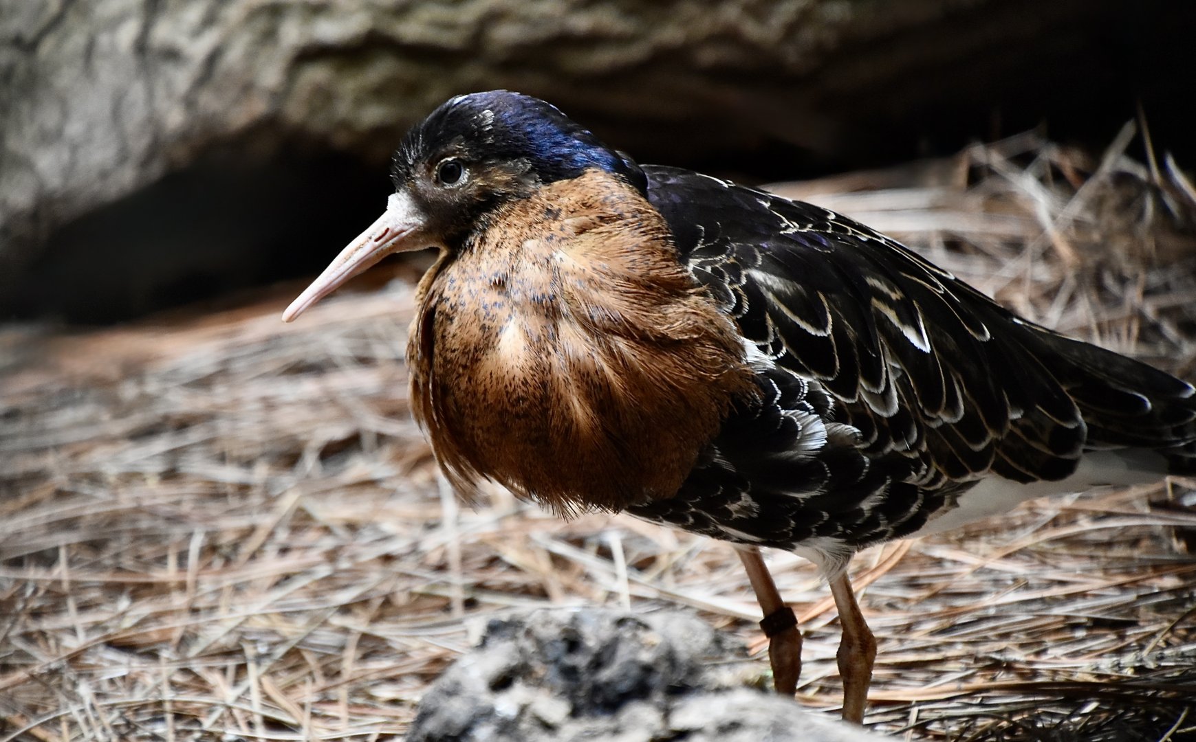 Ruff (Calidris pugnax) territorial male