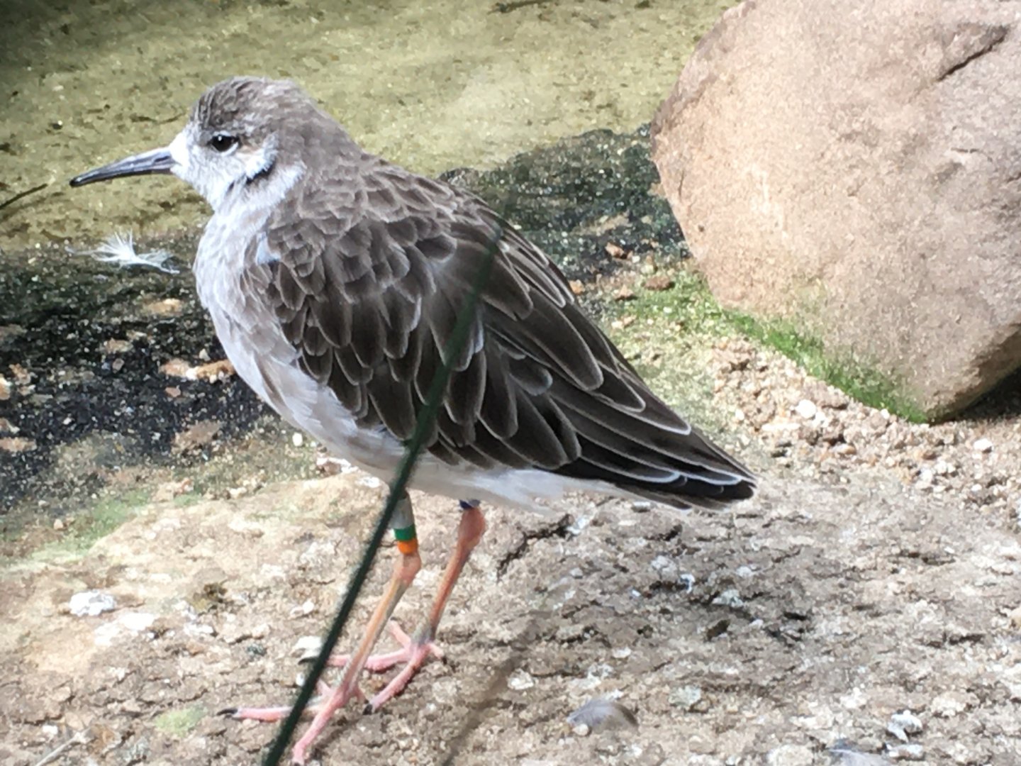 Ruff (Calidris pugnax)