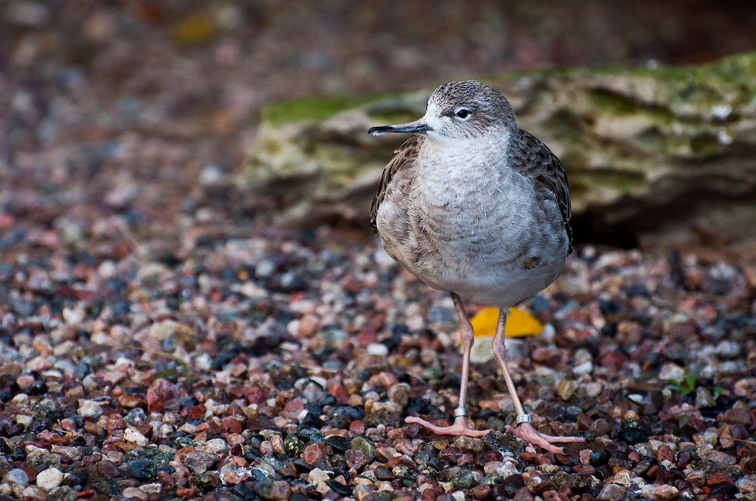 Ruff (Calidris pugnax)