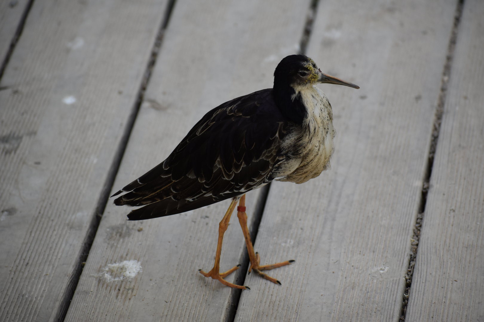 Ruff - Calidris pugnax