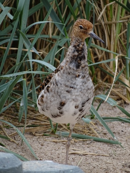 Ruff (Calidris pugnax)