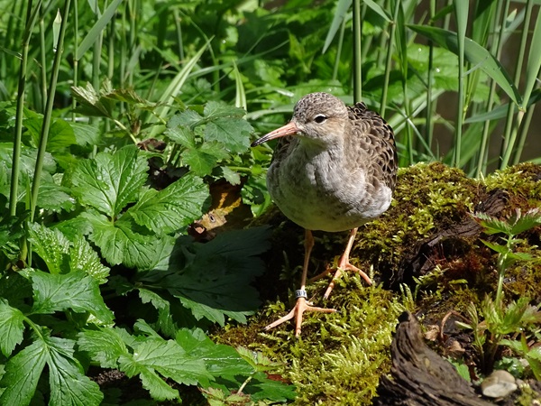 Ruff (Calidris pugnax)