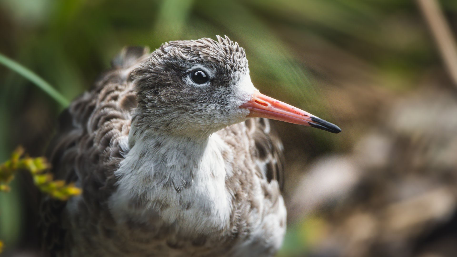 Ruff (Calidris pugnax)