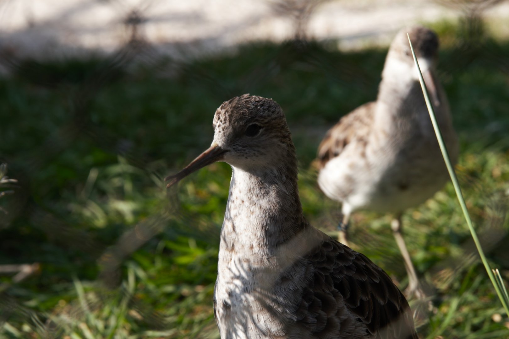 Ruff (Calidris Pugnax)