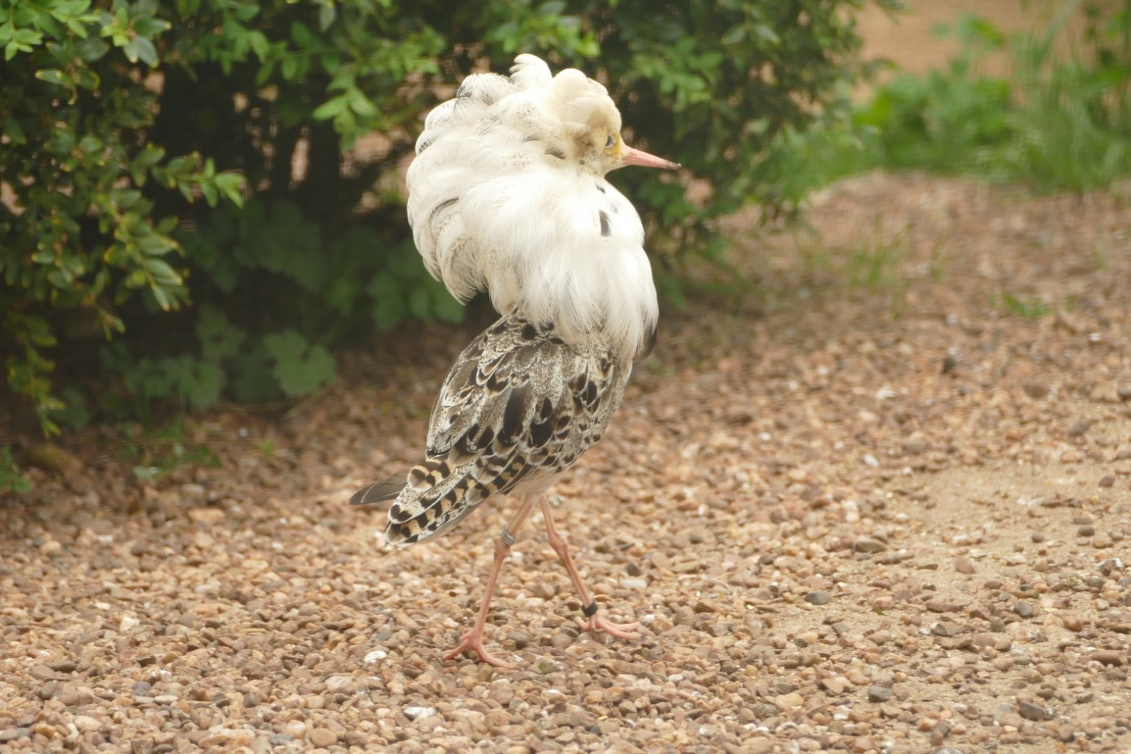 Ruff, Cottage Aviary, June 2021