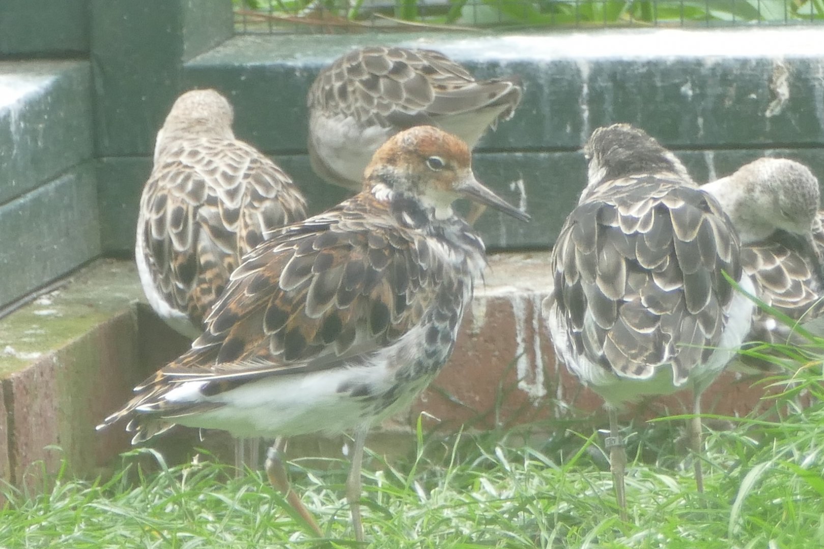 Ruff, Cottage Aviary, May 2019