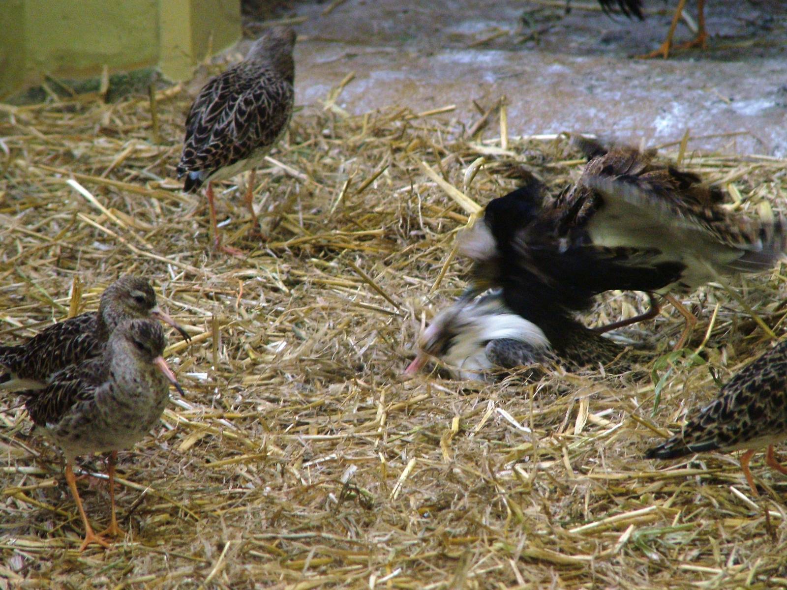 Ruff Goings On at Rheine, 03/06/12
