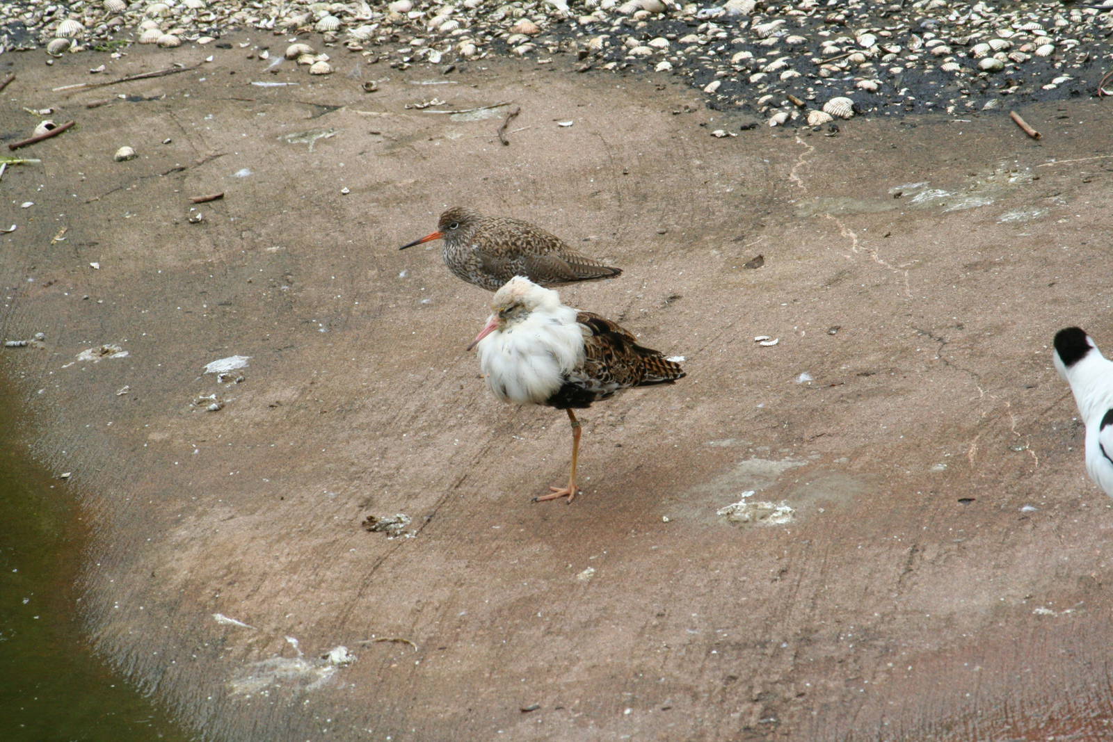 Ruff in breeding plumage