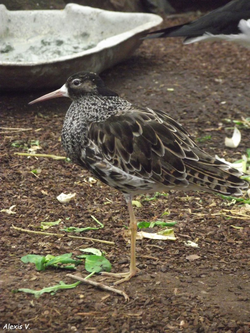 Ruff (male) - Zooparc de Beauval - 12/04/2025