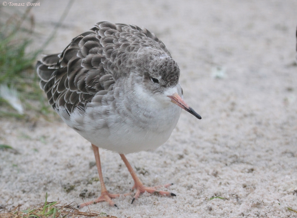 Ruff (Philomachus pugnax)