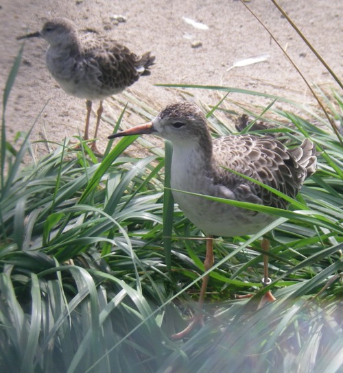 Ruff (Philomachus pugnax)