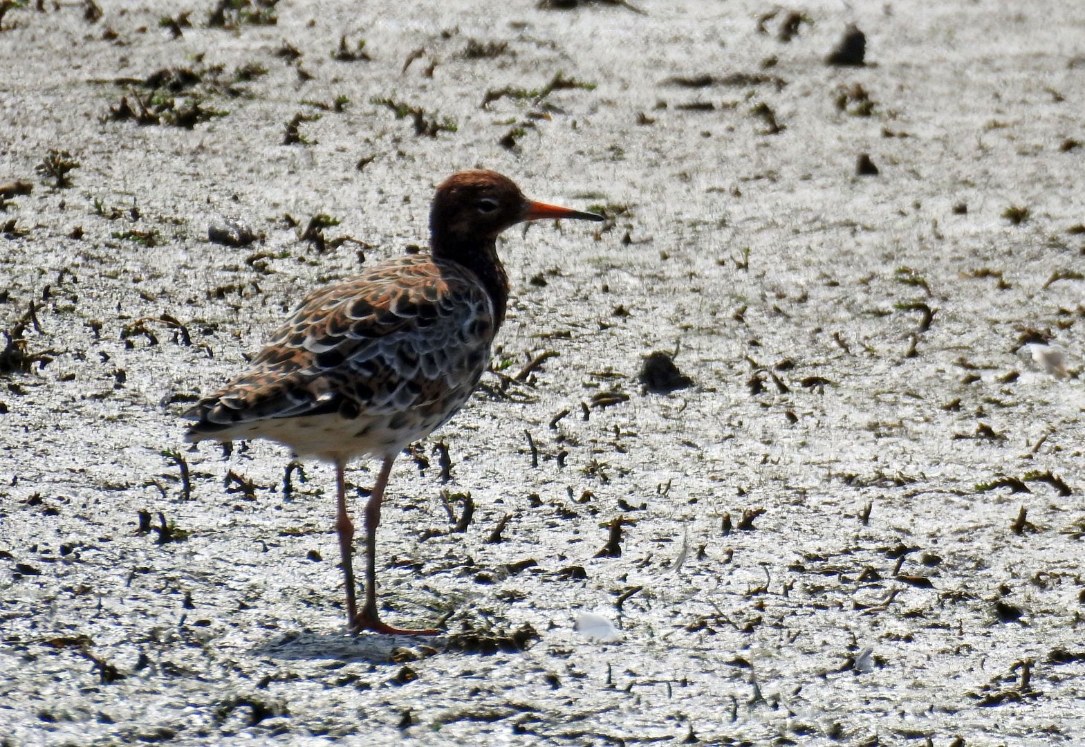 Ruff - Philomachus pugnax
