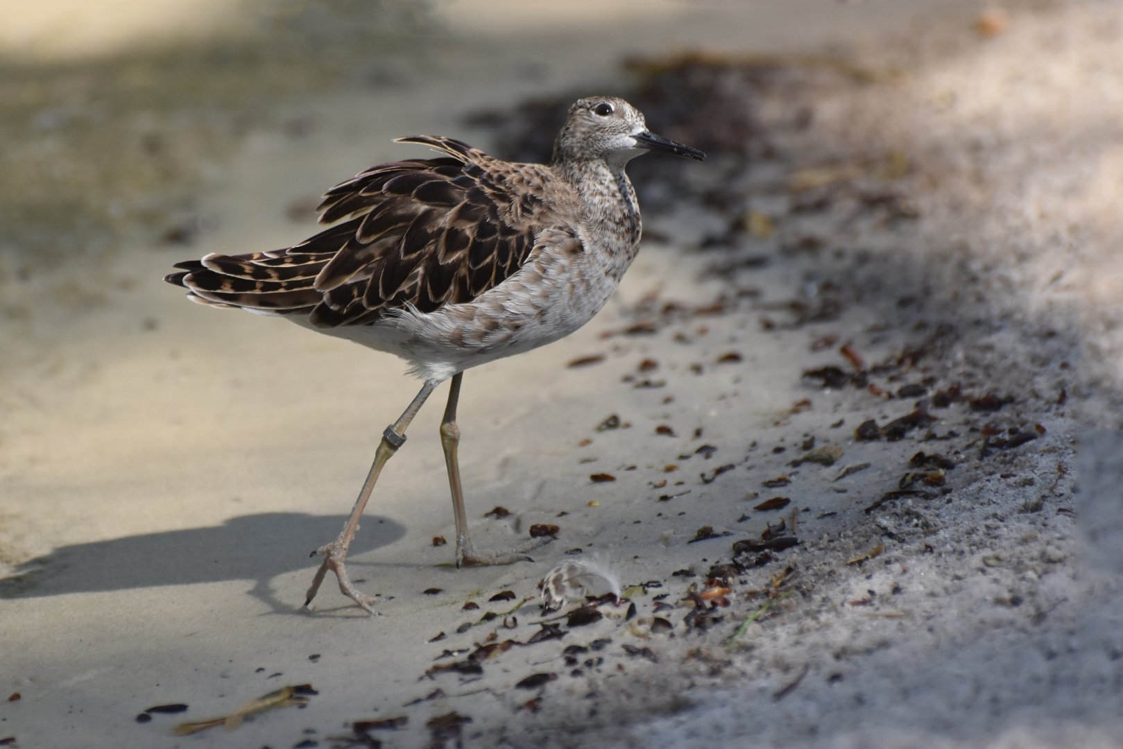 Ruff (Philomachus pugnax)