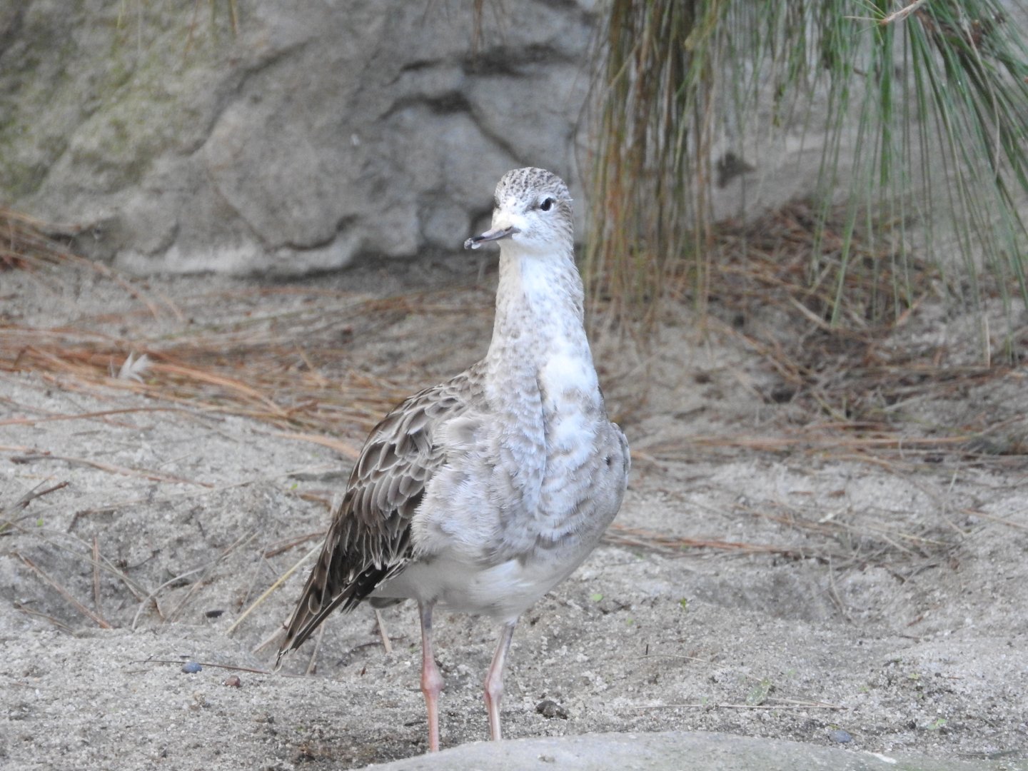 Ruff Sandpiper