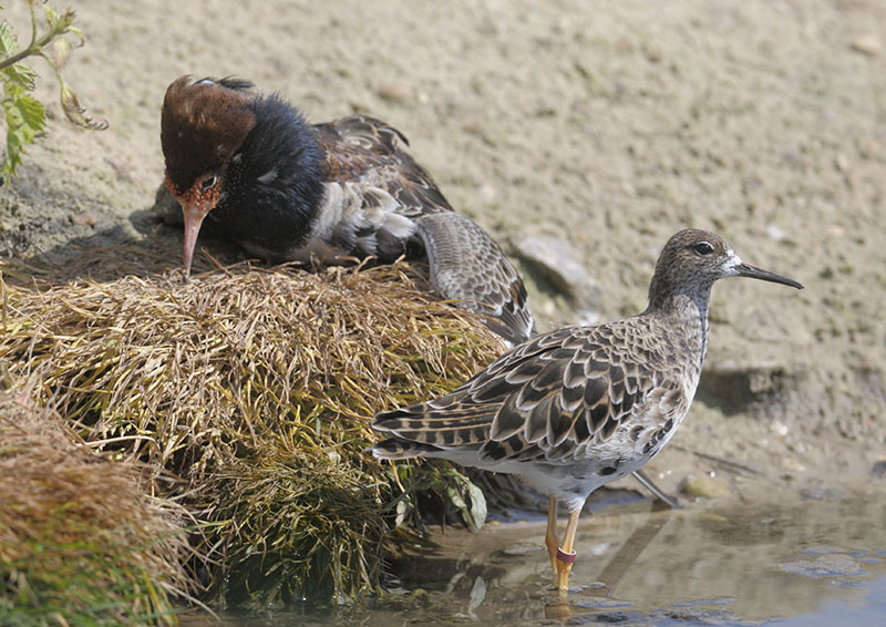 Ruff stressed + reeve unimpressed