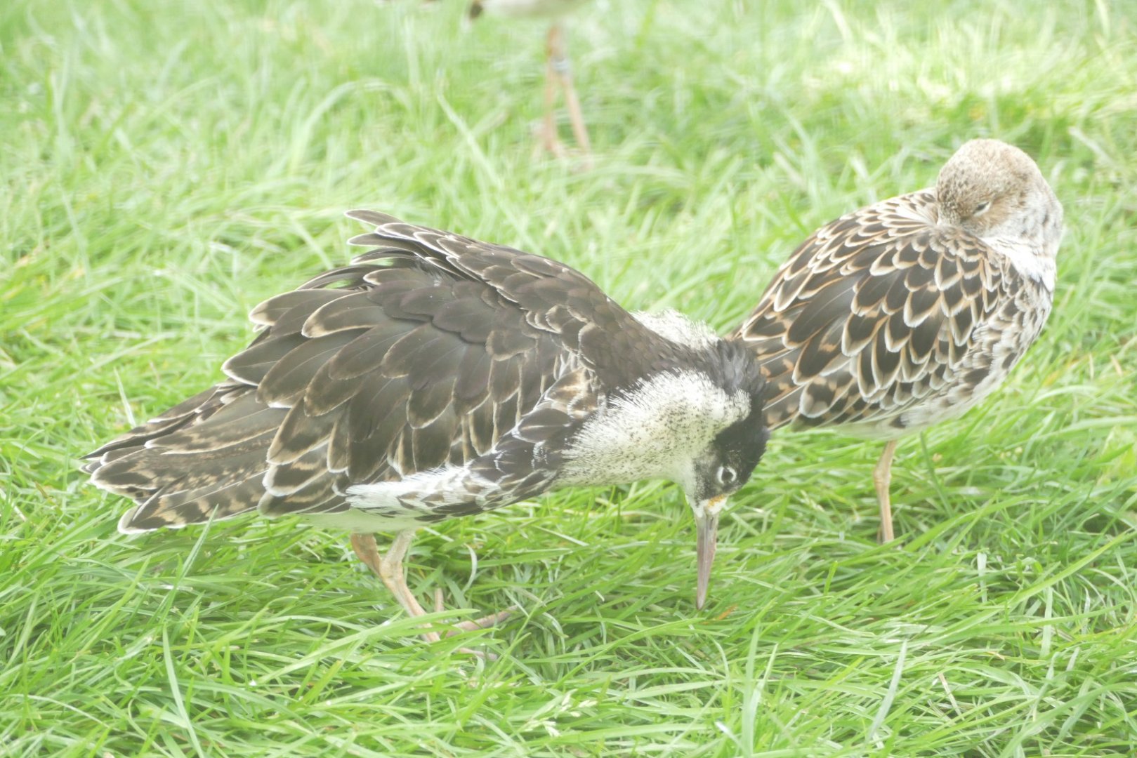 Ruff with a ruff, April 2021