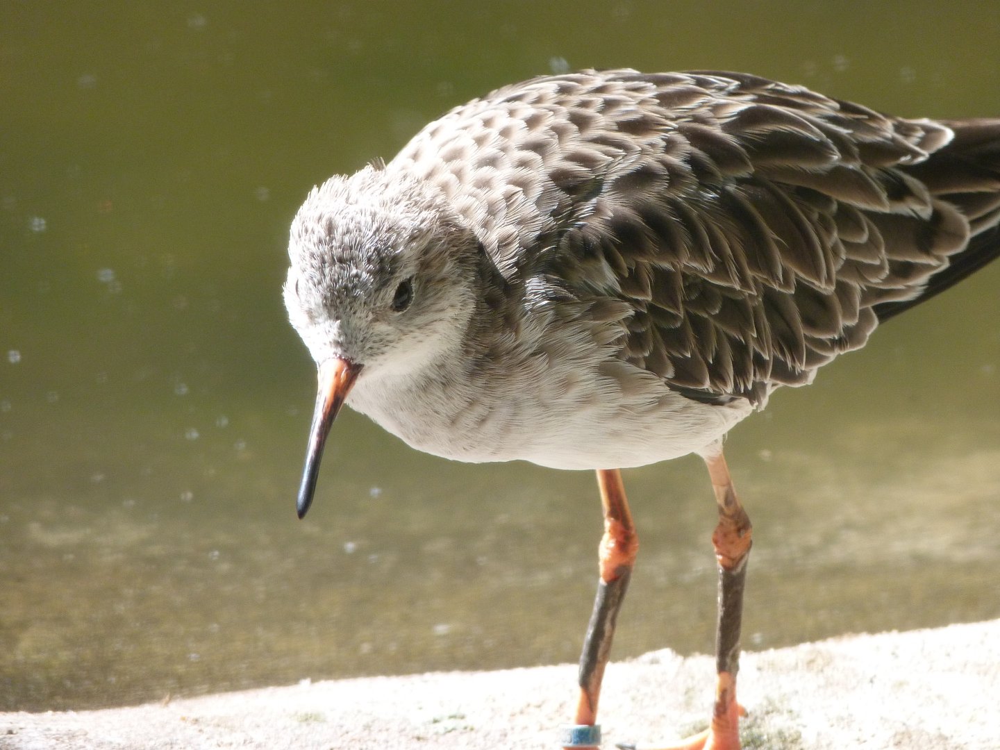 Ruff -Zoo Plzeň (2025)